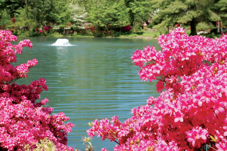 Azalea Path