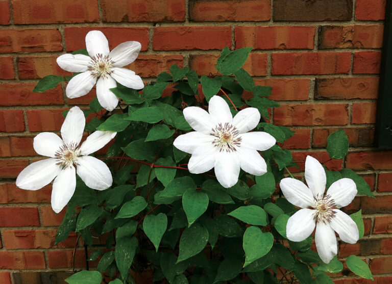 Clematis