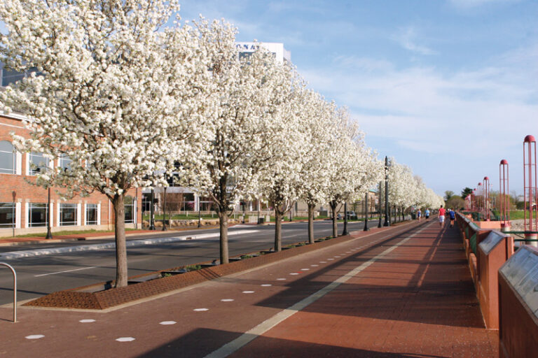 Trees on the Riverfront