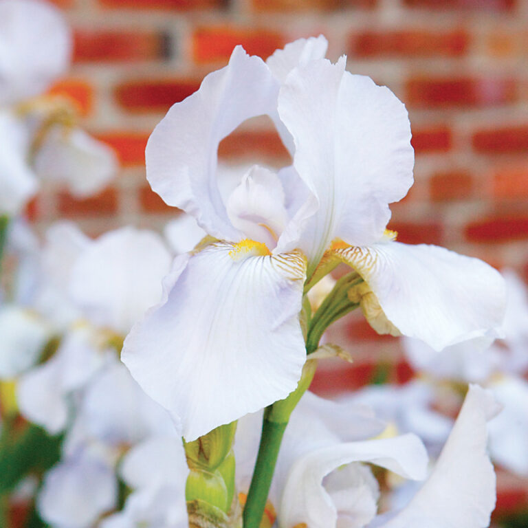 White Bearded Irises