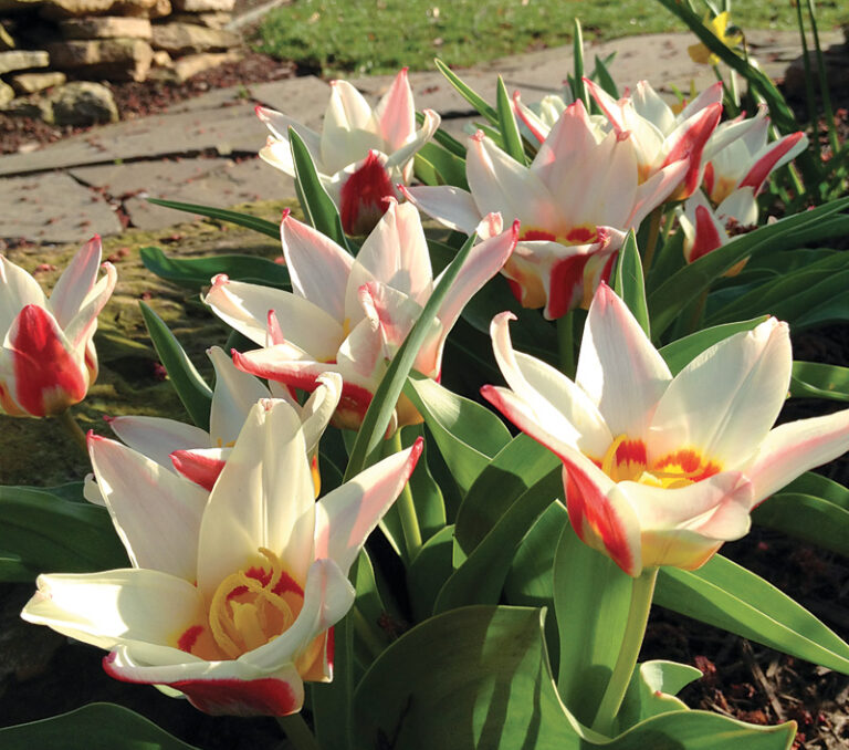 Emperor Zombie Tulips