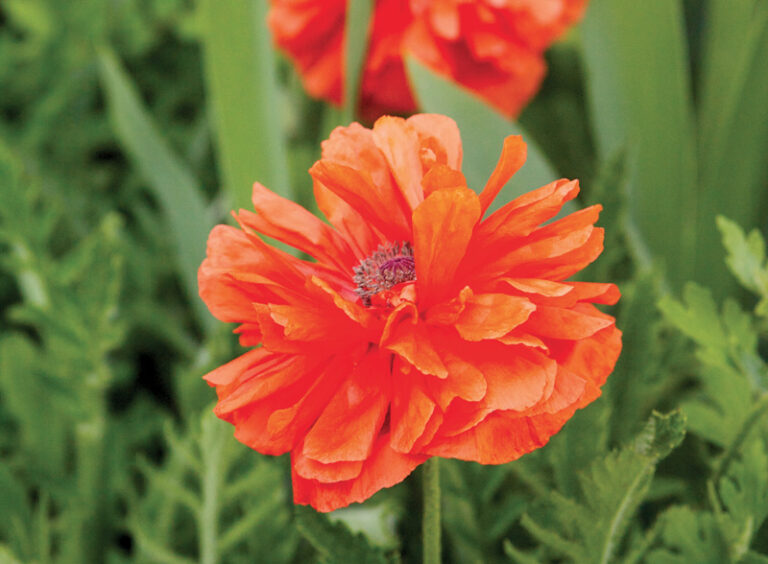 Poppies
