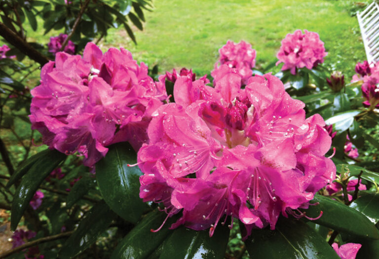 Rhododendrons