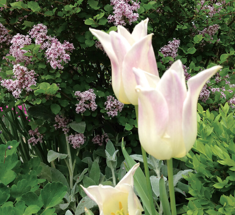 Tulips and Lilacs