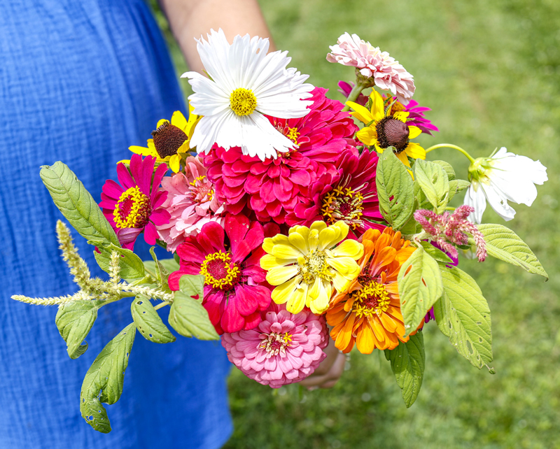 Photo of The ZInnia Meadow flowers by Brodie Curtsinger