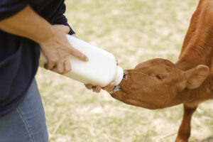 Photo of a one-eyed baby cow named Juney by Brodie Curtsinger