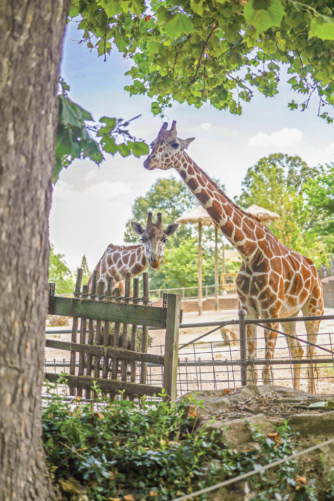 The giraffes at Mesker Park Zoo &amp; Botanic Garden. Photo by Brodie Curtsinger