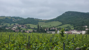 Photo of France's Burgundy wine region by Tracey Teo