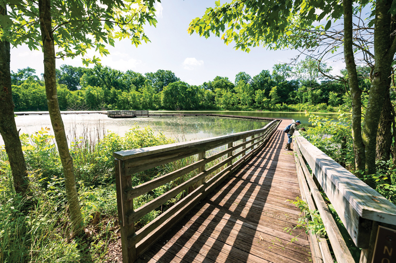 A wooden boardwalk across watery wetlands